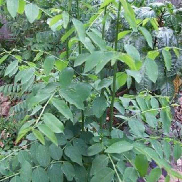 Paling Keren 15+ Gambar Daun Kelor Dan Daun Katuk