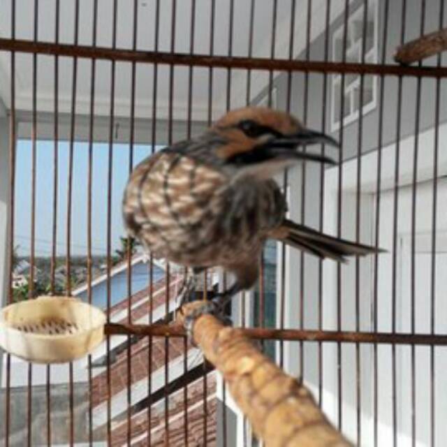 Gambar Burung Cucak Rawa
