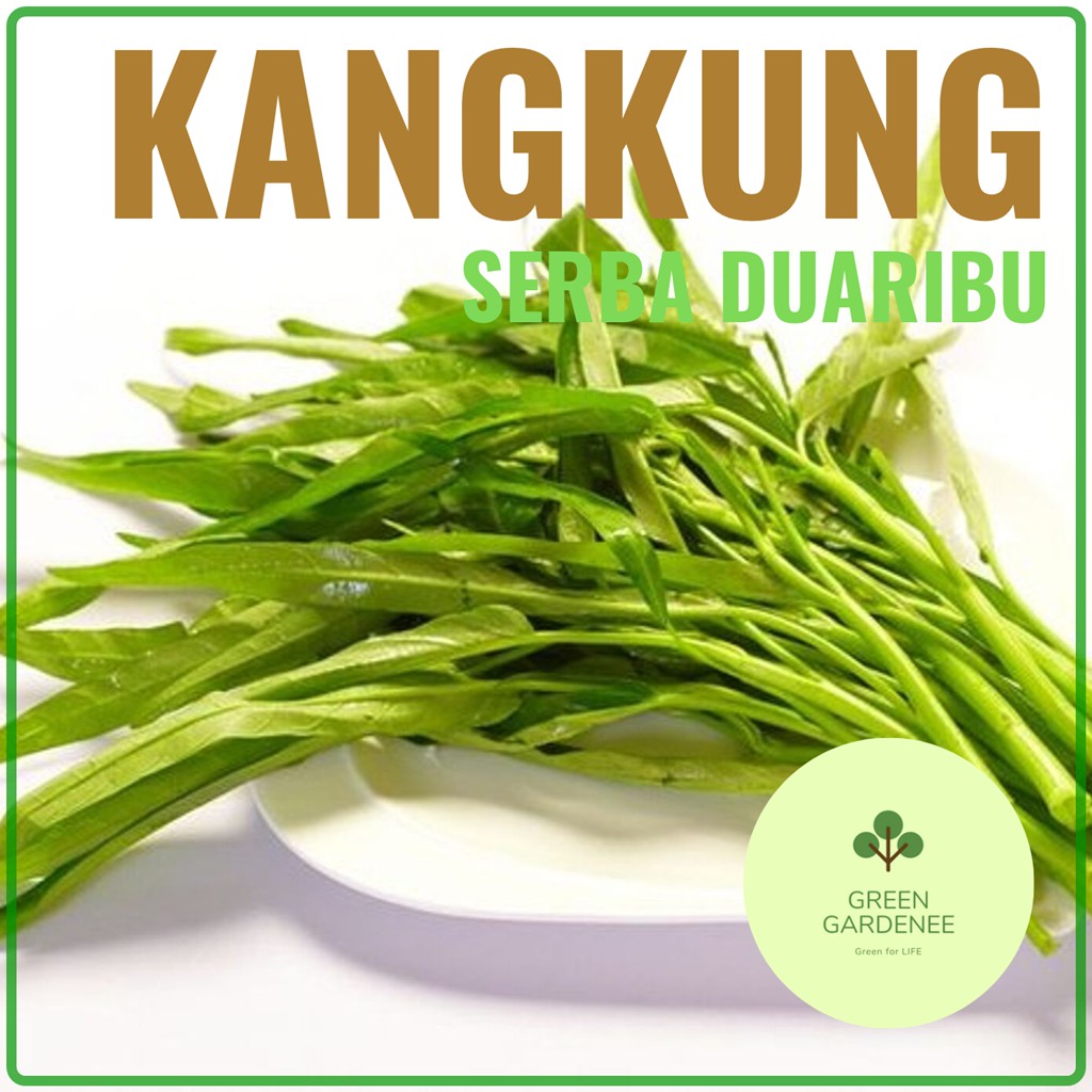 Harga Benih Kangkung Hidroponik / Benih/Bibit Sayur Kangkung Bangkok