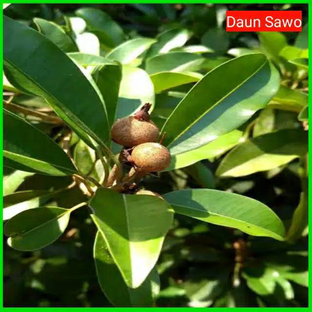 Daun sawo per 20 lembar | Shopee Indonesia