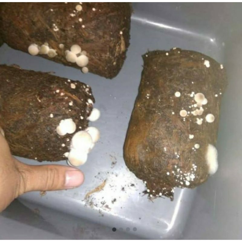Jual BIBIT JAMUR MERANG PUTIH PAKET TRIO / BAGLOG JAMUR MERANG PUTIH