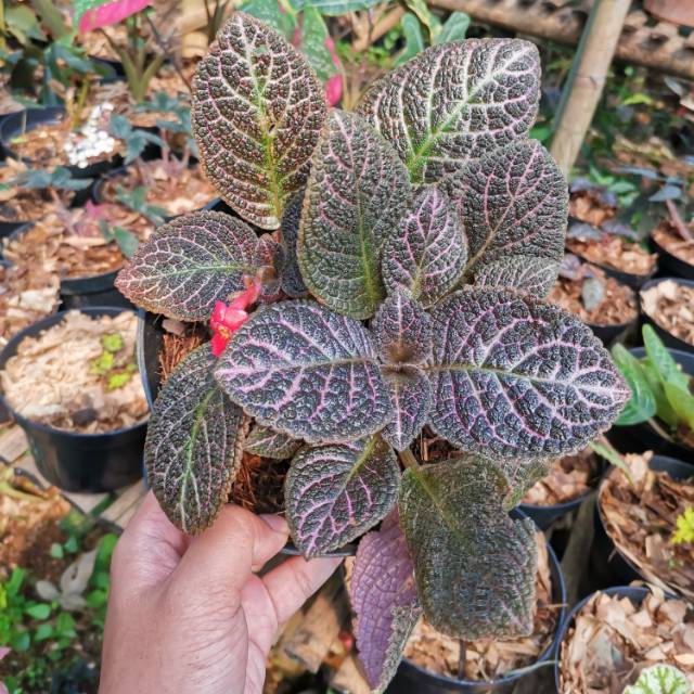 Jual Tanaman Hias Gantung Episcia Coklat | Shopee Indonesia