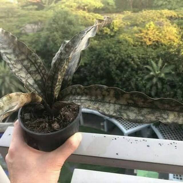 Jual Tanaman Hias Sansivera Kirkii Brown/Sansivieria/Sanseviera/Sansiveira Coklat Kirki | Shopee Indonesia