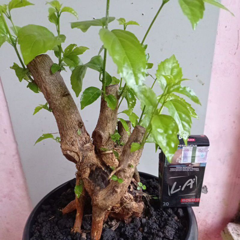 Jual Bahan Bonsai Wahong Gunung Realpic Indonesia|Shopee Indonesia