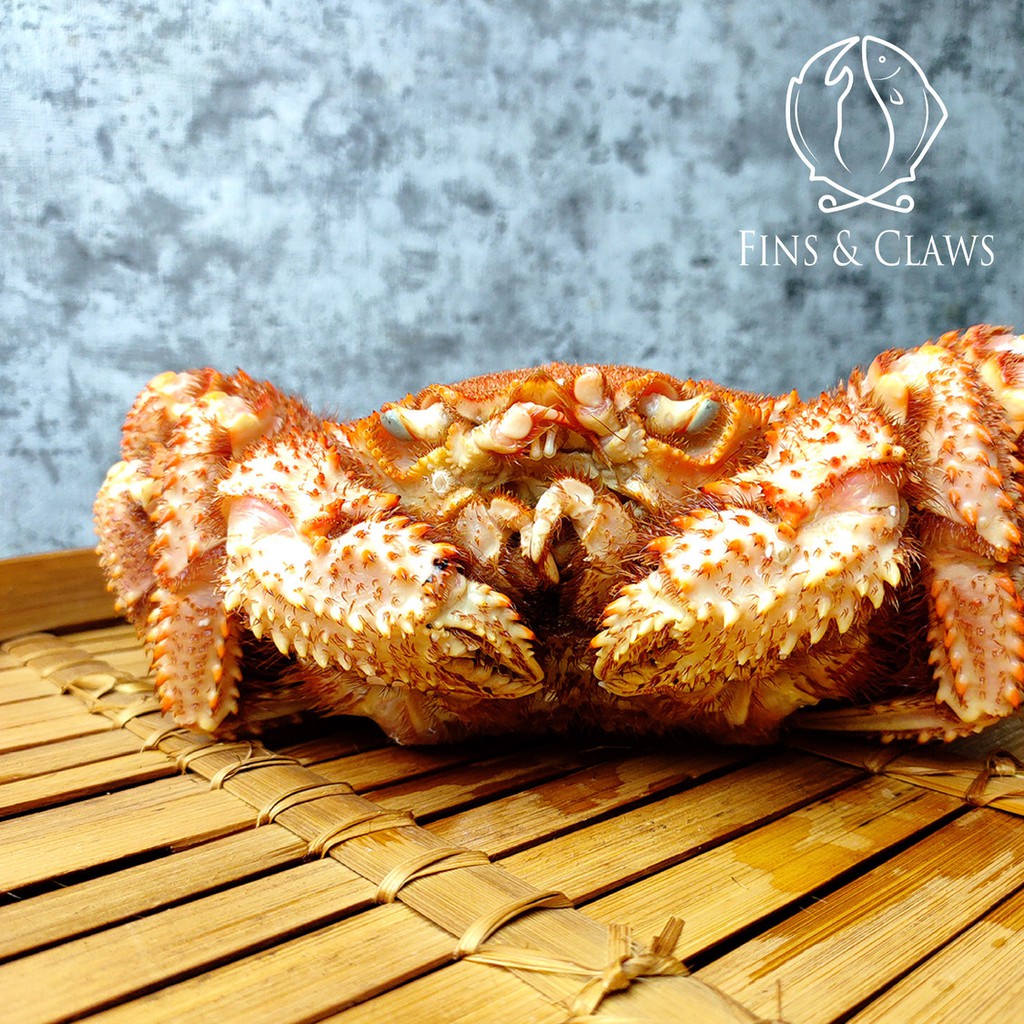 Japanese Horsehair Crab Kegani Shopee Indonesia