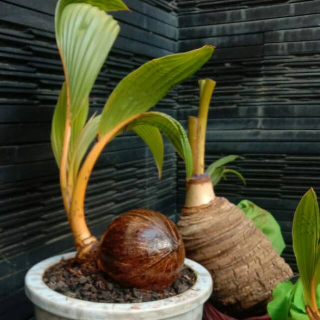 Jual Tanaman Bonsai Kelapa Gading-Orange Kuning-Hias Indoor Kelapa Gading  Bonsai Murah Indonesia|Shopee Indonesia