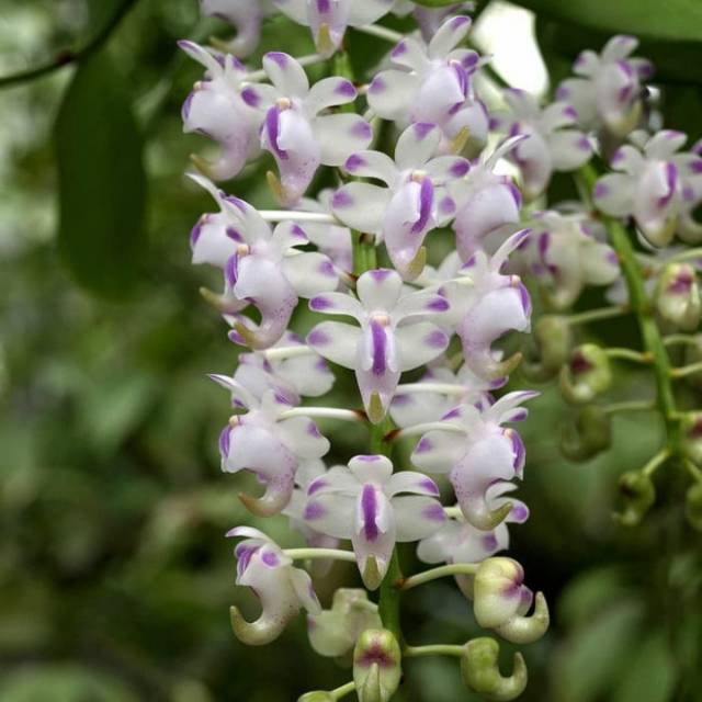 Menakjubkan 27+ Bunga Anggrek Kuku Macan Gambar Bunga HD