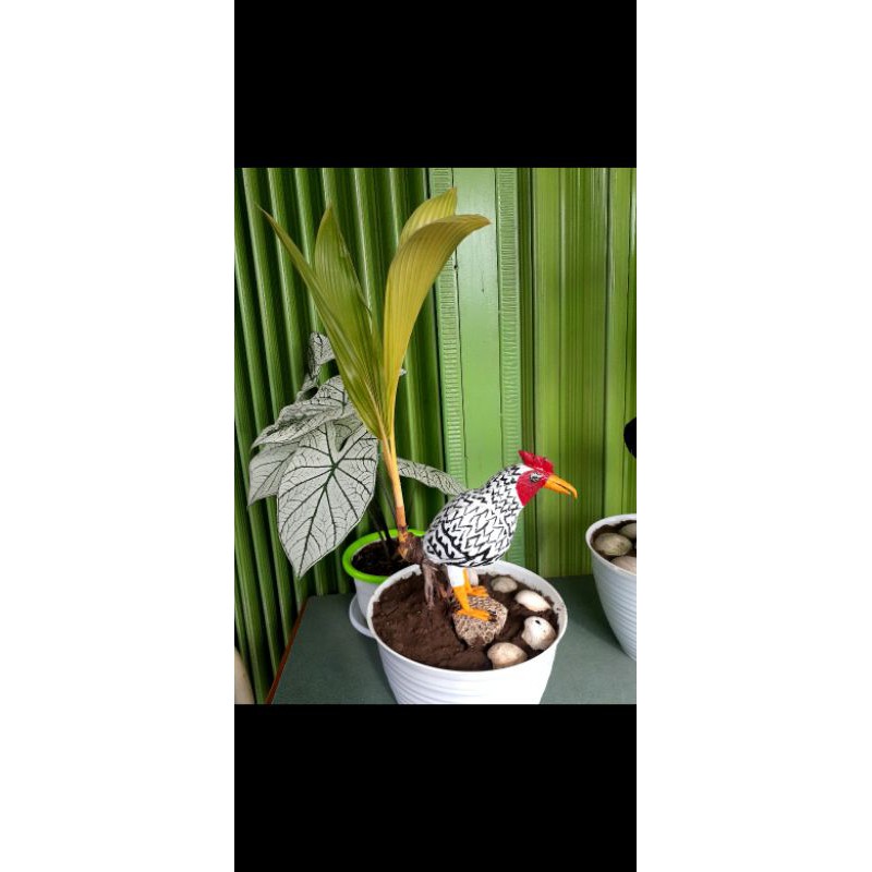 Jual Bonsai Kelapa Karakter Indonesia|Shopee Indonesia