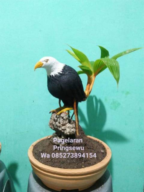 Jual Bongsai Kelapa Indonesia|Shopee Indonesia