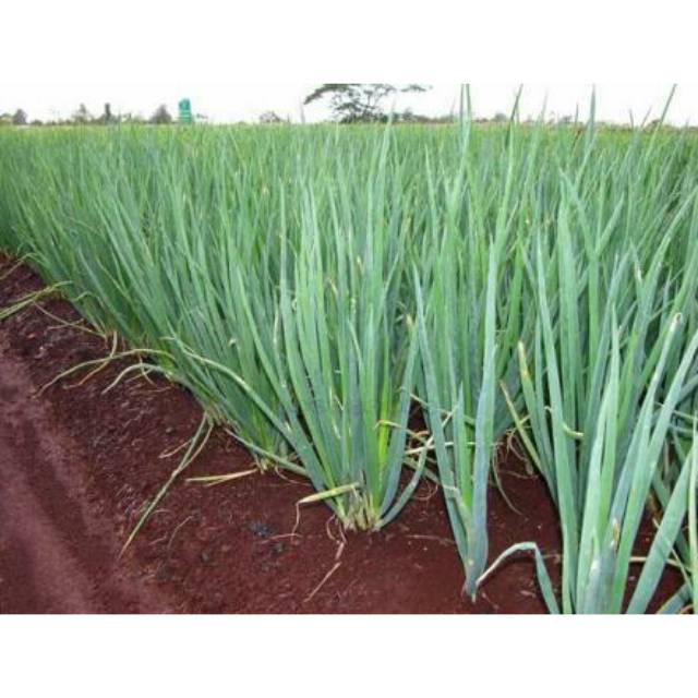 Bibit/Benih Daun Bawang (Union spring Eiffel) Import Shopee Indonesia