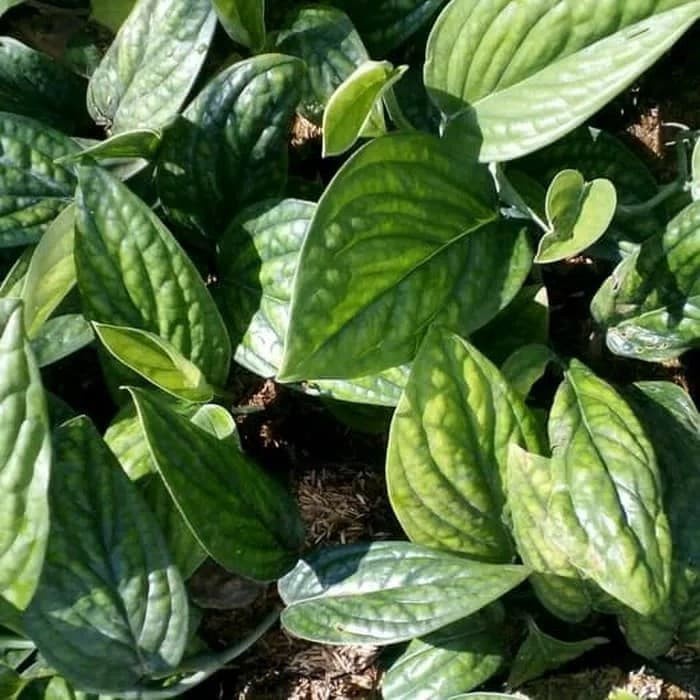 Tanaman Hias Rambat Monstera karstenianum sirih kebo Sirih badak