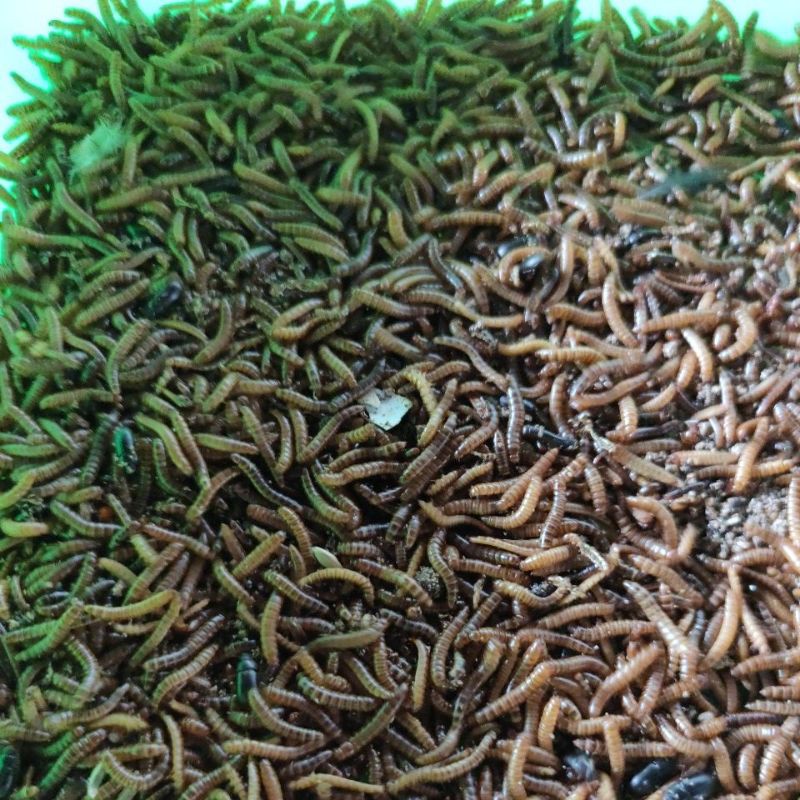 Jual Ulat Kandang Hidup / Ulat Balap Hidup 100 Gram/250 Gram/500Gram | Shopee Indonesia
