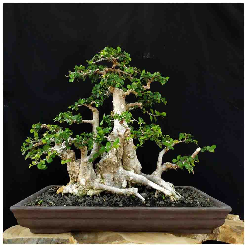 Jual Tanaman Hias Bonsai Pohon Serut Raft Style Prospek Indonesia|Shopee  Indonesia