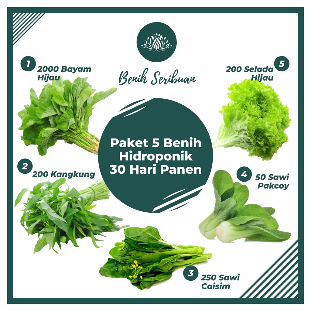 Paket 5 Macam Benih Sayuran Daun 30 Hari Panen Bayam Kangkung Sawi