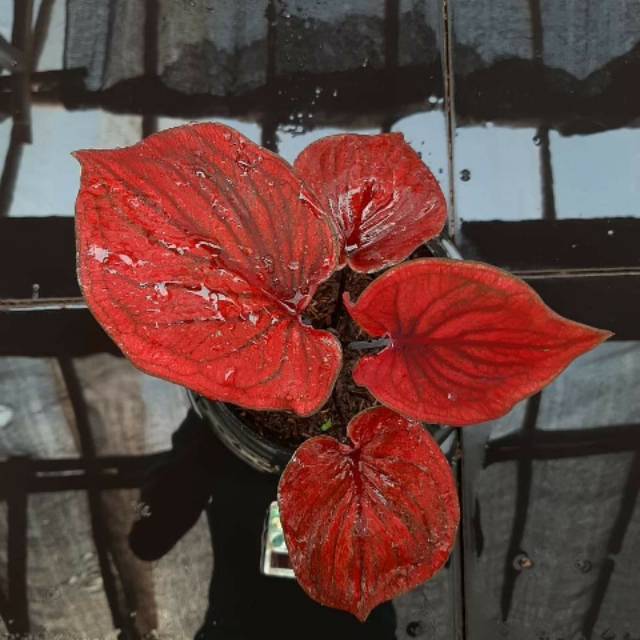 Tanaman Hias Caladium Tips dan Trik Pertanian