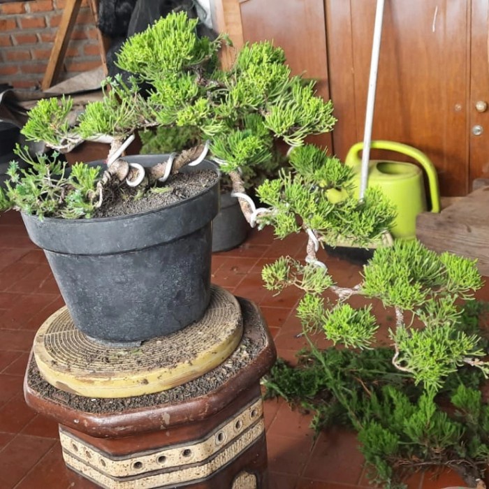 Jual Bonsai Cemara Sinensis Cascade Indonesia|Shopee Indonesia