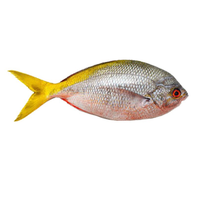 Ikan Ekor Kuning Fresh Segar 1000 Gram Shopee Indonesia
