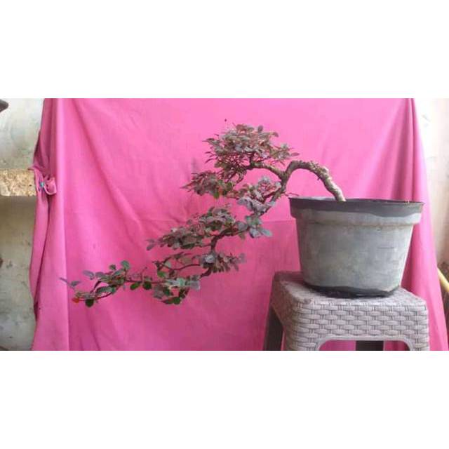 Jual Bahan Bonsai Serut Merah Termurah Indonesia|Shopee Indonesia