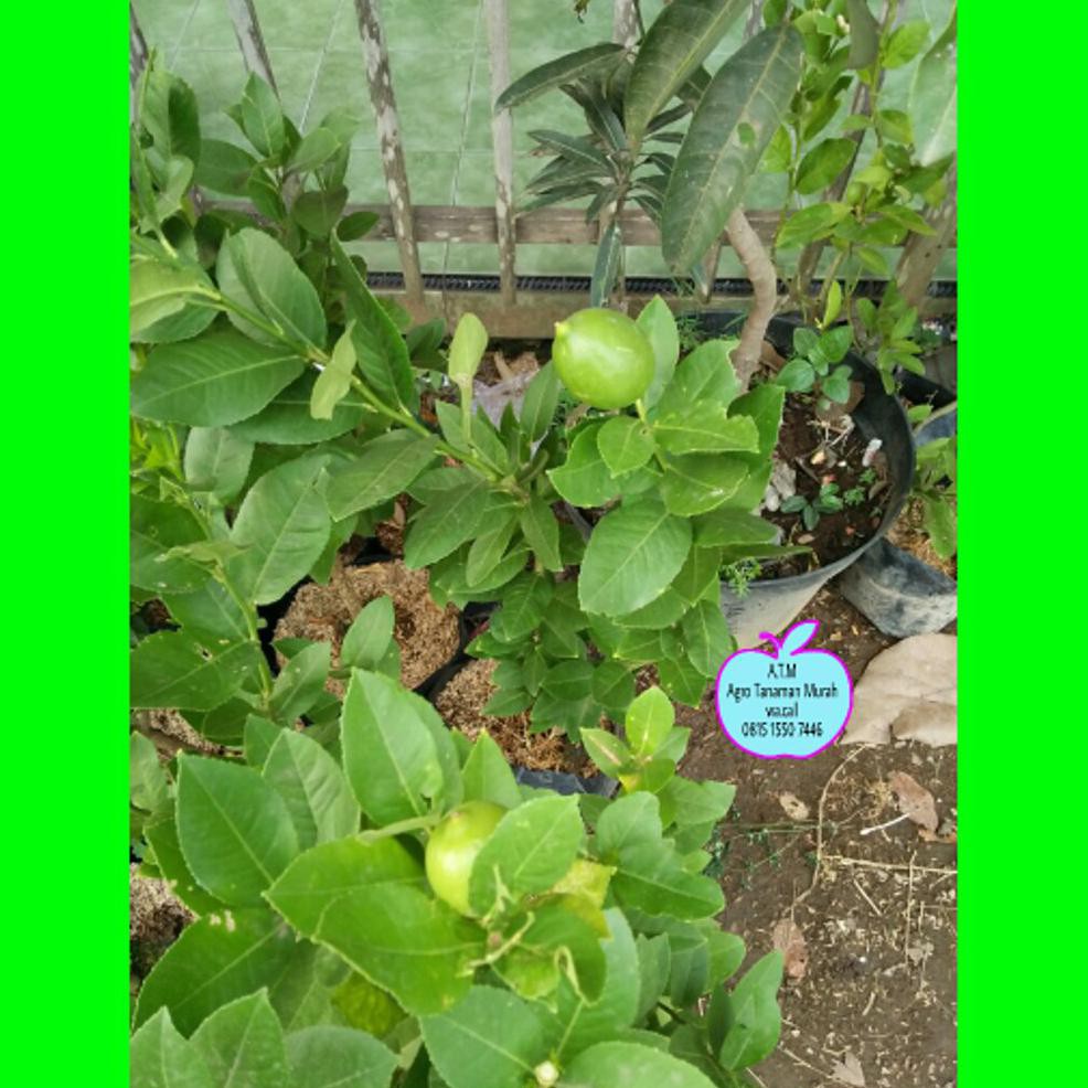 Perbedaan Jeruk Nipis Dan Jeruk Pecel Terkait Perbedaan