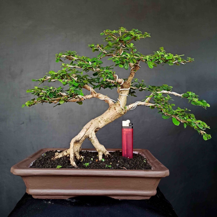 Jual Bonsai Hokianti Hokiantea Mame Gaya Natural Indonesia|Shopee Indonesia