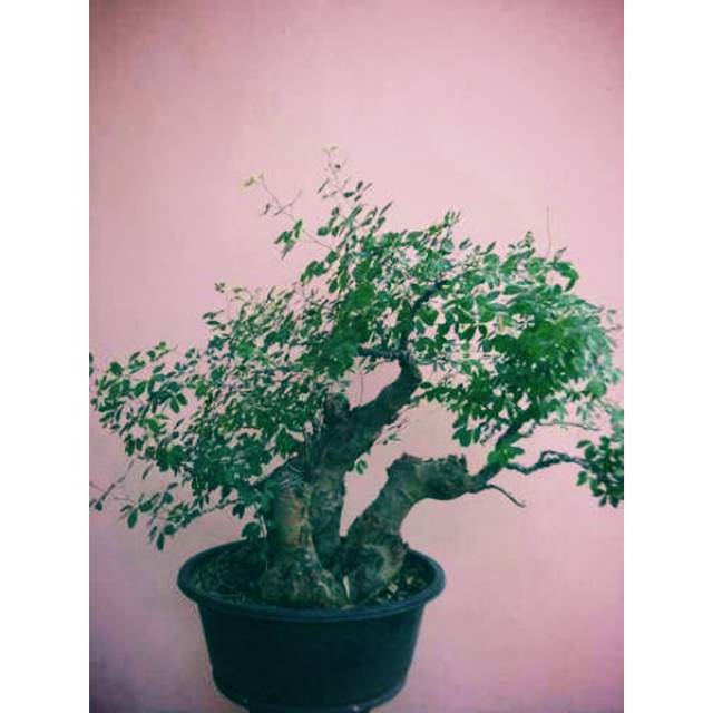 Jual Biji Benih Bonsai Asem Londo /10 Biji Indonesia|Shopee Indonesia