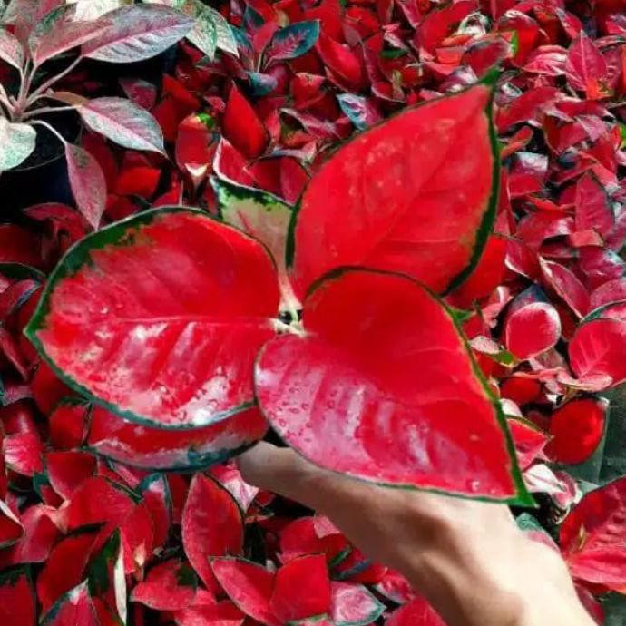 Biji Aglonema Suksom Jaipong Tips dan Trik Pertanian