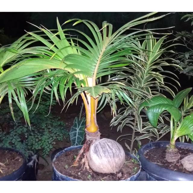 Jual Bonsai Kelapa Indonesia|Shopee Indonesia