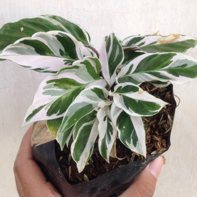 Jual Tanaman Calathea White Fusion | Shopee Indonesia