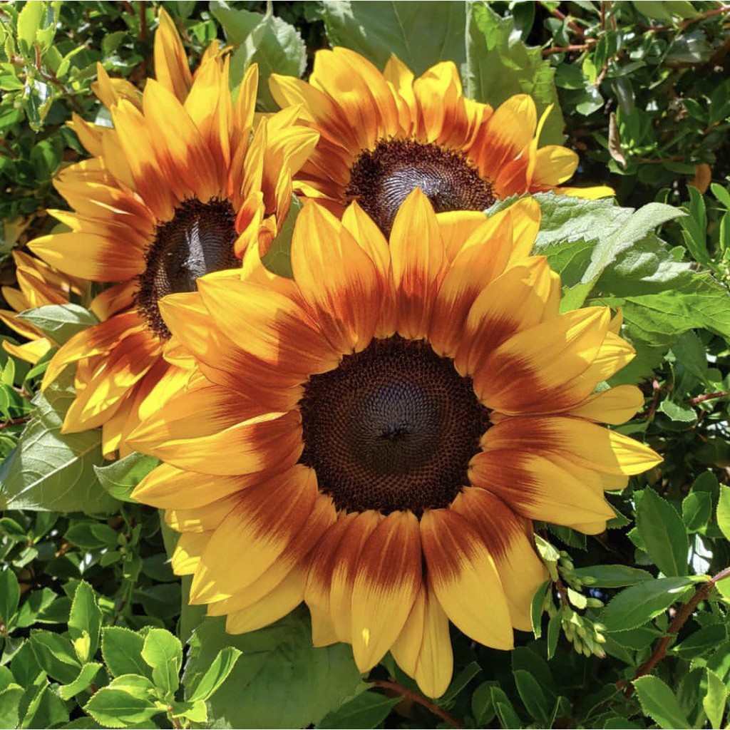 Bibit / Benih Biji Bunga Matahari Ring Of Fire Bicolor Isi 10 Biji