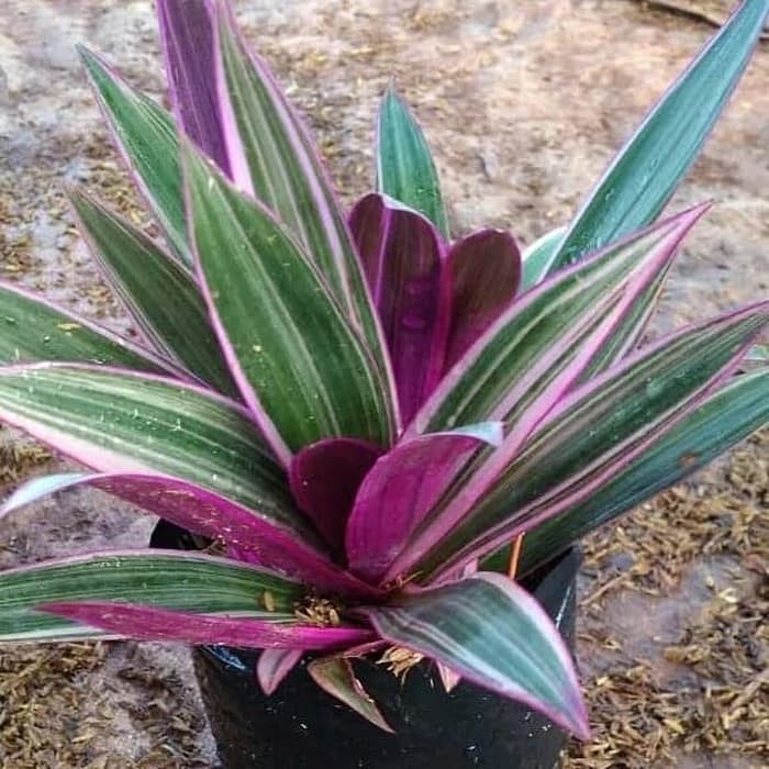 Tanaman hias tanaman hias adam hawa variegata adam hawa varigata