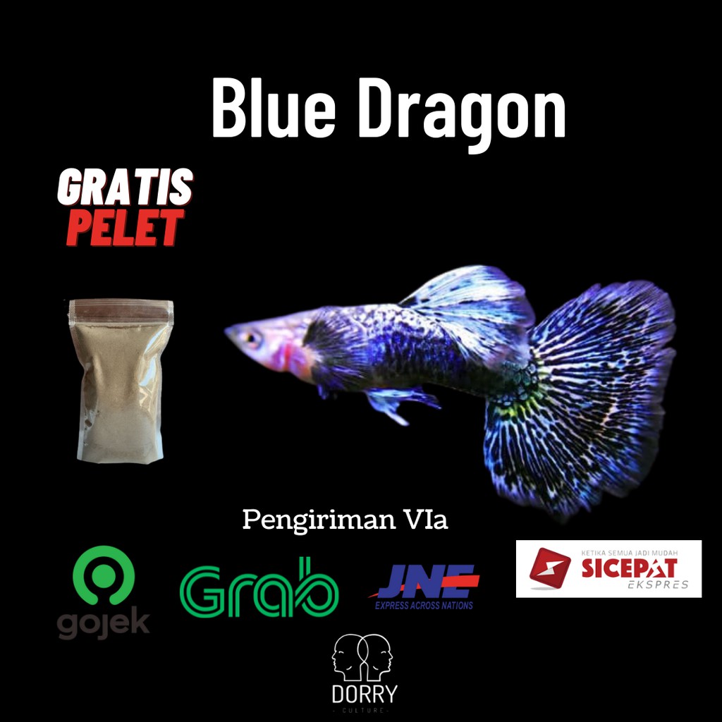 Harga Gupi Betina Terbaru Agustus 2021 | Biggo Indonesia