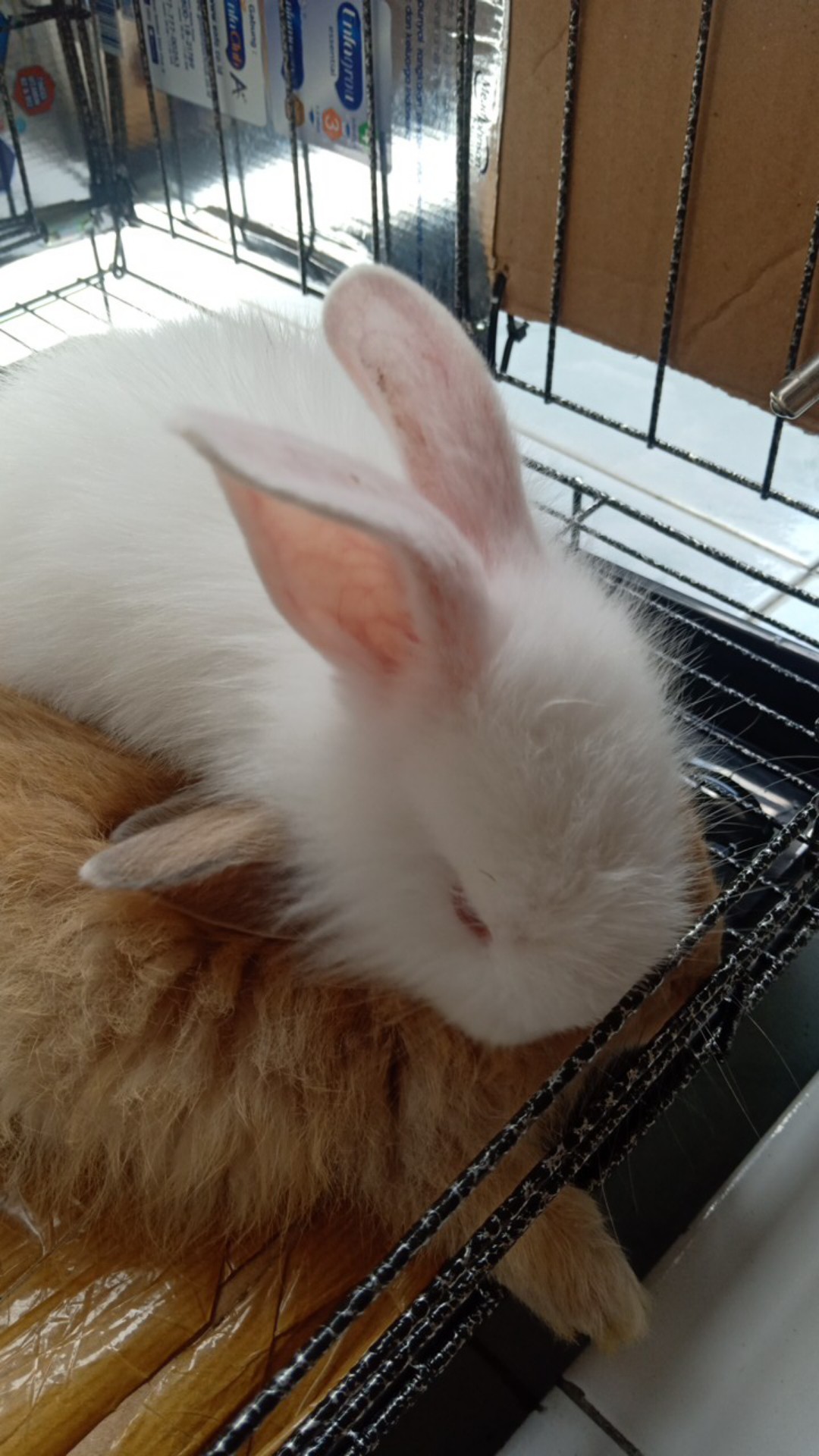 Kelinci lucu surabaya | Shopee Indonesia