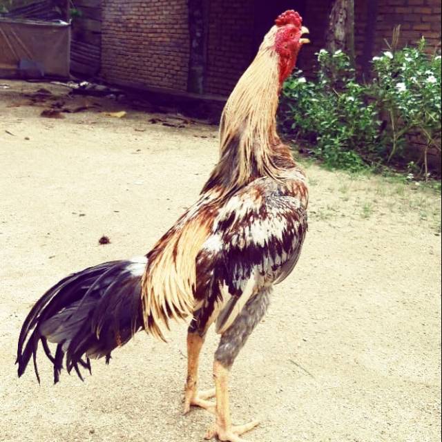 Jual Ayam Mangon Ori Kab Pekalongan Mutiara Rooster Tokopedia ayam magon ori