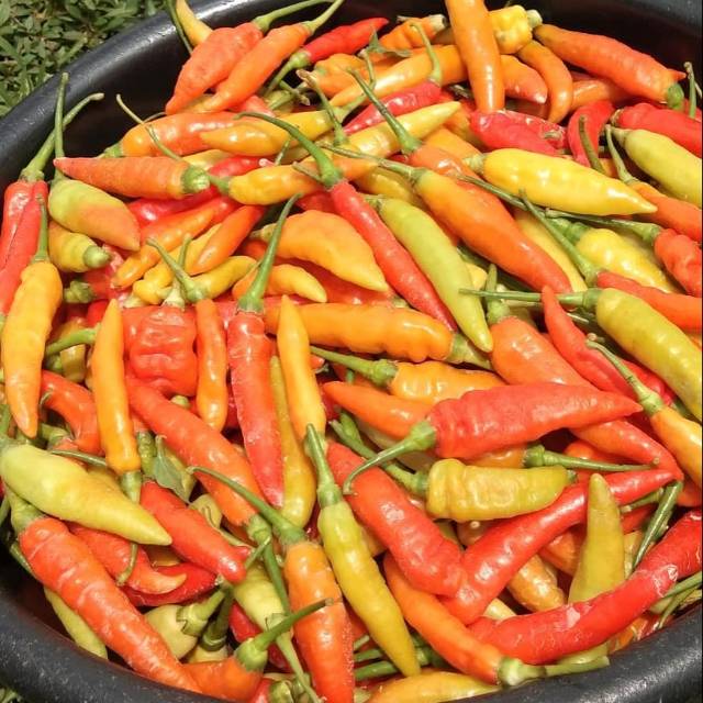 Luxurious Cara Membuat Acar Cabe Rawit 2022