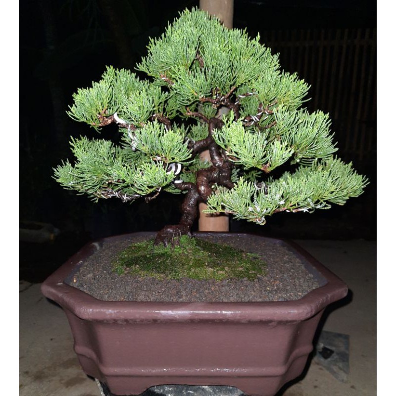 Jual Bonsai Cemara Sinensis Juara Indonesia|Shopee Indonesia