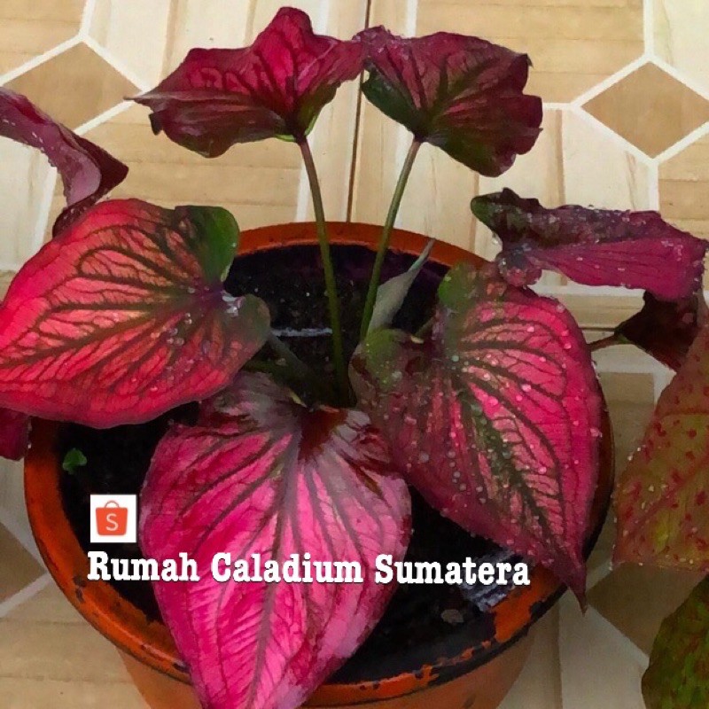 Keladi hias ,bibit Tanaman hias keladi , caladium infinity Shopee