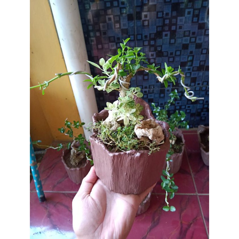 Pot Bonsai mame Sancang Shopee Indonesia