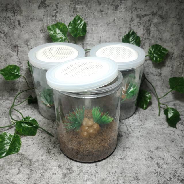 Jual Kandang display enclosure tarantula small fake plant by Z.E.I Shopee Indonesia