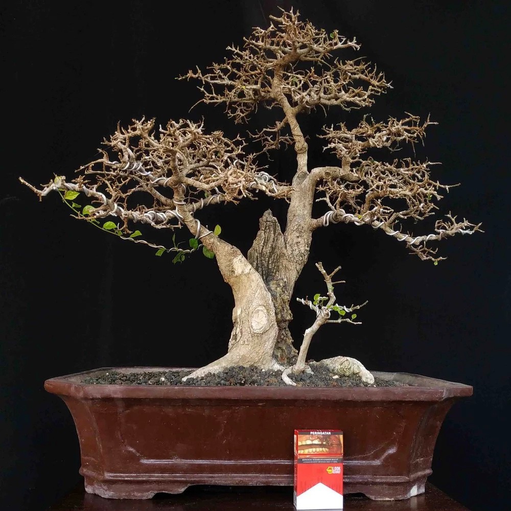 Jual Tanaman Hias T500 Bonsai Serut Matang Pernah Juara 3 Kali Unik Antik  Indonesia|Shopee Indonesia