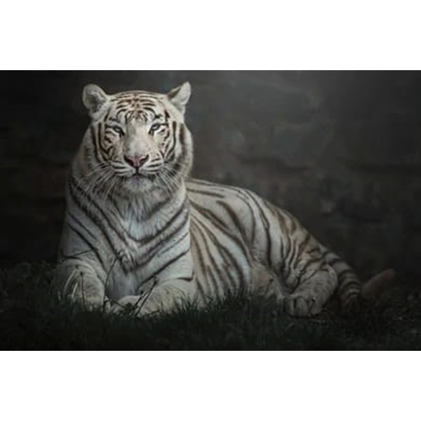 Jual Wallpaper Dinding 3D Custom Murah Berkualitas Gambar Harimau Indonesia|Shopee Indonesia 600_X_600_jpg