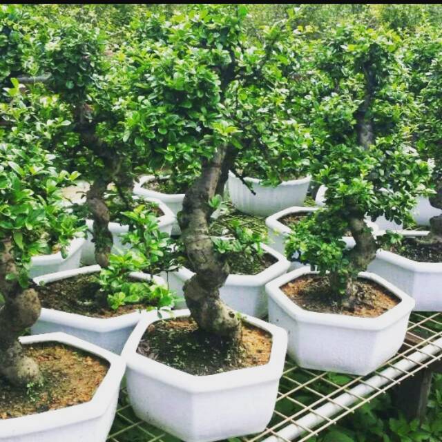 Jual Bahan Bonsai Serut Grouping Berkarakter (Hasil Dongkel Dari Akar)  Indonesia|Shopee Indonesia