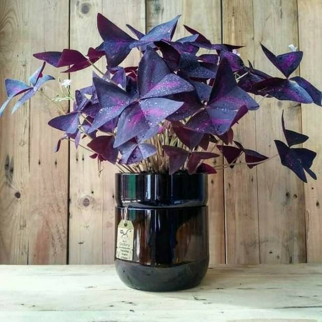 Tanaman hias gantung kupu kupu oxalis triangularis Shopee Indonesia