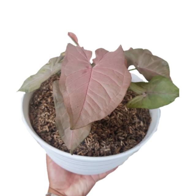 houseplant syngonium pink Shopee Indonesia