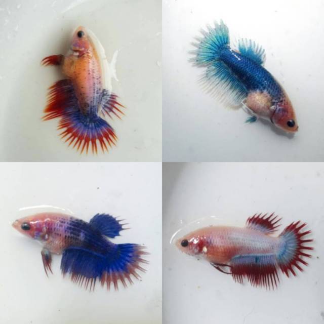 41+ Gambar Ikan Cupang Betina Koleksi Rial
