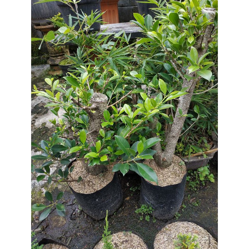 Jual Bahan Bonsai Kimeng Besar Indonesia|Shopee Indonesia