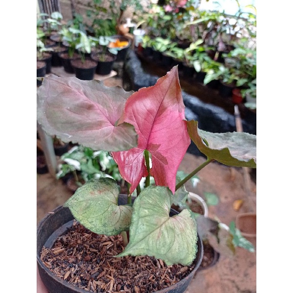 Jual New Syngonium Strawberry Ice Rimbun Dewasa Indonesia