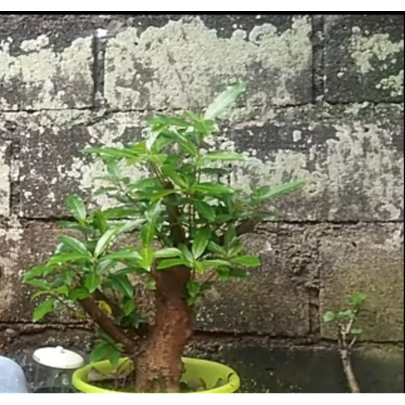 Jual Bonsai Loa/Potongan Batang Loa Bonggol Besar/Bahan Stek Loa Murah  Indonesia|Shopee Indonesia