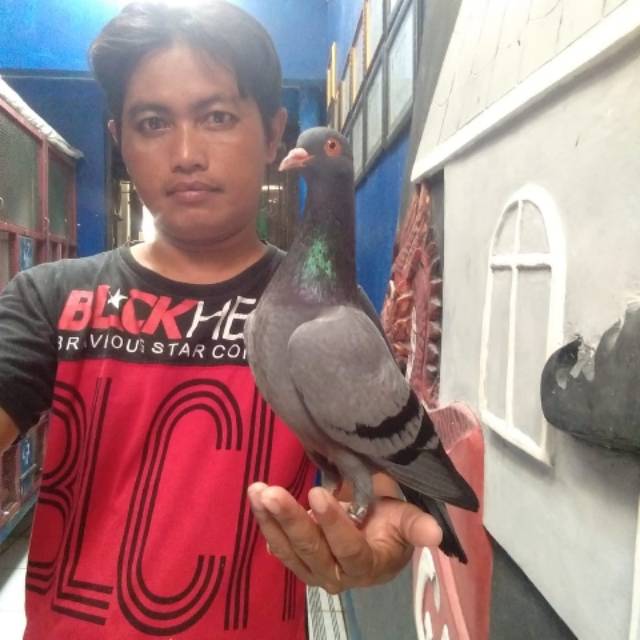 Jual Jual Merpati Balap Balap | Shopee Indonesia