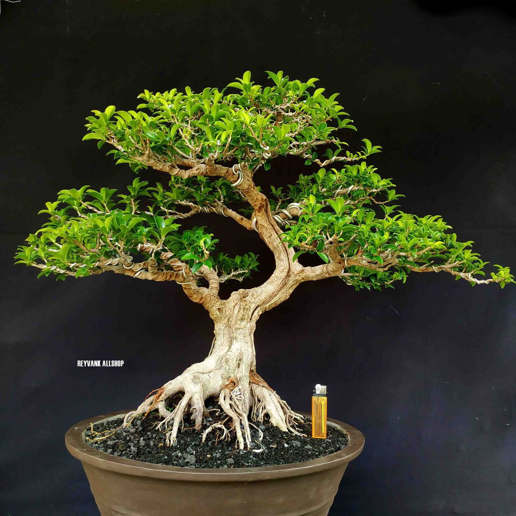 Jual Bonsai Pohon Beringin Elegan Ficus Compacta Terbaik Shopee Indonesia