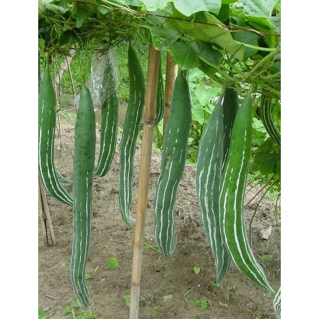 Bibit / Benih / Seed Sayur Pare Belut Mudah Tumbuh Snake Gourd Unique